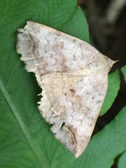 Blasticorhinus unduligera