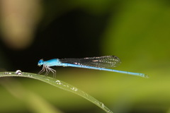 Ceriagrion azureum