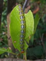 Epicorsia oedipodalis