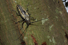 Batocera lineolata