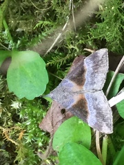 Hypena trigonalis
