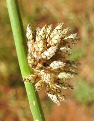 Schoenoplectus muricinux