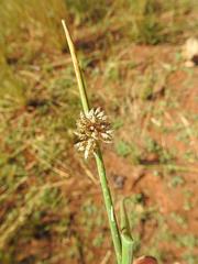 Schoenoplectus muricinux