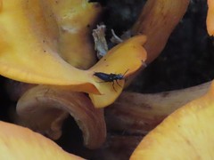 Philonthus caeruleipennis