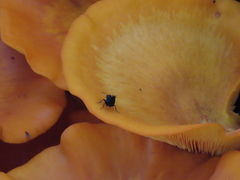 Philonthus caeruleipennis