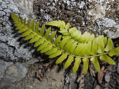 Polystichum imbricans