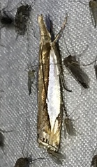 Crambus watsonellus