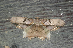 Chorodna complicataria