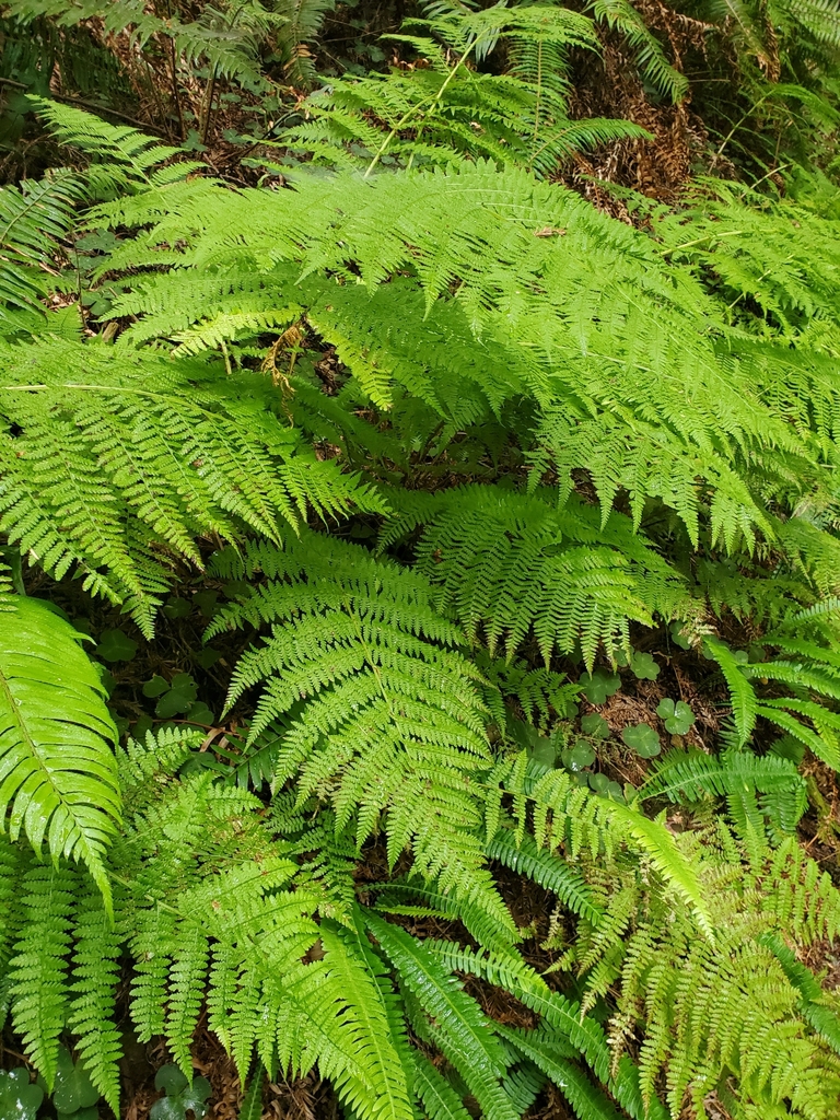 Athyrium filix-femina