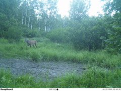 Cervus canadensis sibiricus