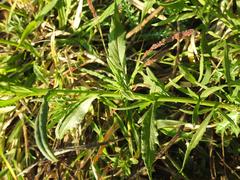 Senecio polyanthemoides