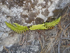 Polystichum imbricans