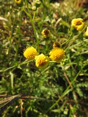 Senecio polyanthemoides