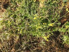 Senecio polyanthemoides