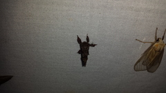 Zygaenoidea