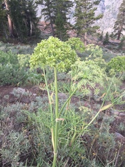 Angelica lineariloba