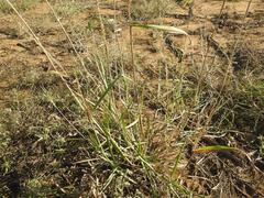 Sorghum arundinaceum