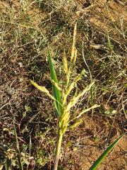 Sorghum arundinaceum