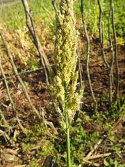 Sorghum × drummondii