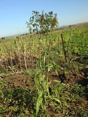 Sorghum × drummondii