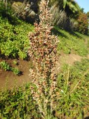Sorghum × drummondii