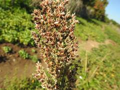 Sorghum × drummondii