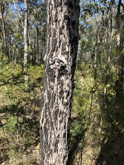 Angophora bakeri