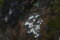 Oligonema verrucosum