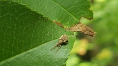 Pseudoedophrys hilleri