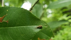Pseudoedophrys hilleri