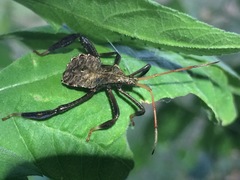 Acanthocephala femorata