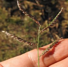 Urochloa mosambicensis