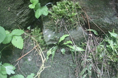 Asplenium ruprechtii