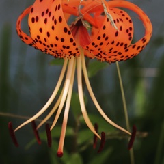 Lilium lancifolium