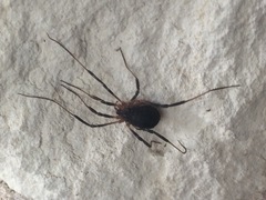 Eumesosoma