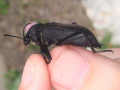 Eleodes suturalis