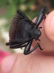 Eleodes suturalis