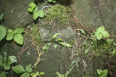 Asplenium ruprechtii