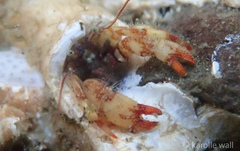 Discorsopagurus schmitti