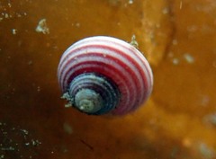 Calliostoma