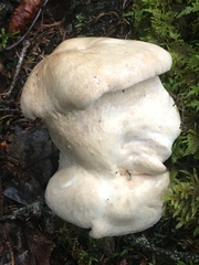 Albatrellus