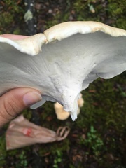Albatrellus