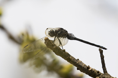Orthetrum poecilops