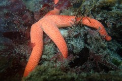 Henricia leviuscula