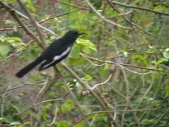 Copsychus saularis