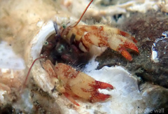 Discorsopagurus schmitti