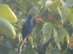Cinnyris asiaticus