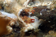 Discorsopagurus schmitti