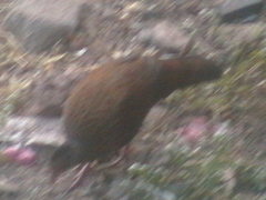 Galloperdix spadicea