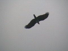Haliastur indus